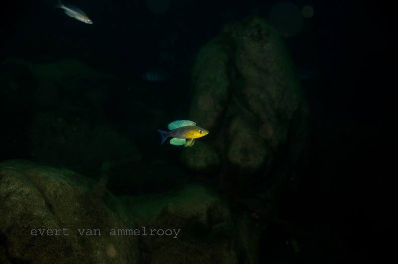 Cyprichromis sp. 'dwarf jumbo' Kigoma